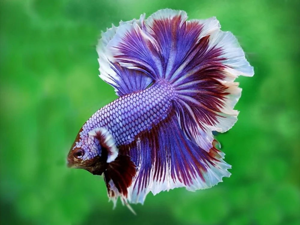 A Purple Rosetail Betta fish in a glass tank