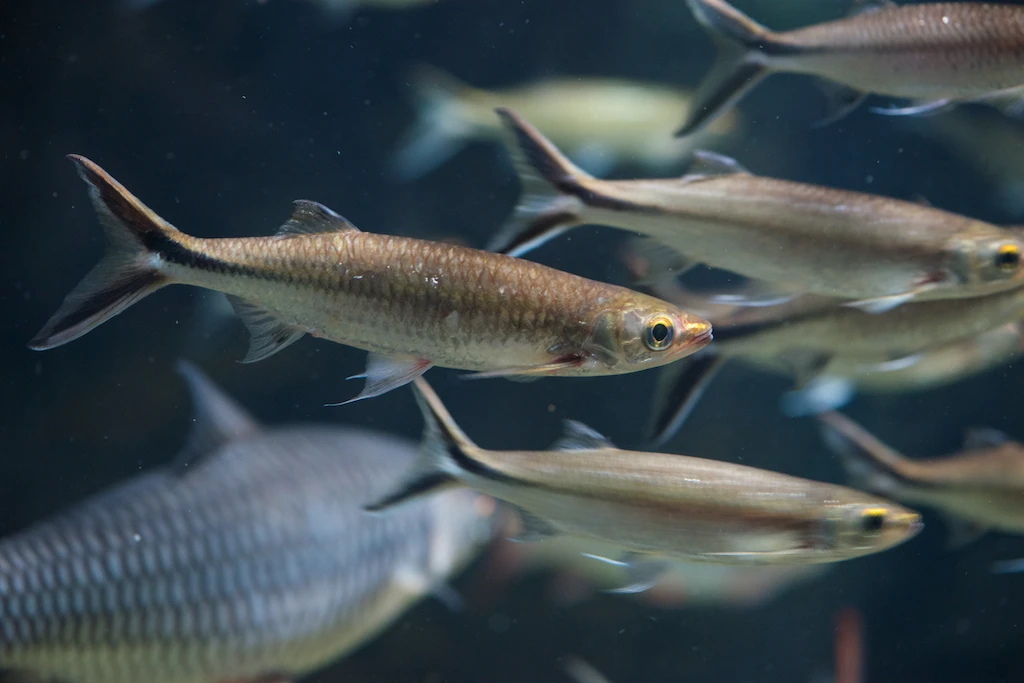 A school of happy and healthy Silver Apollo Sharks