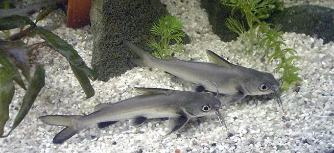 Columbian Sharks searching for food