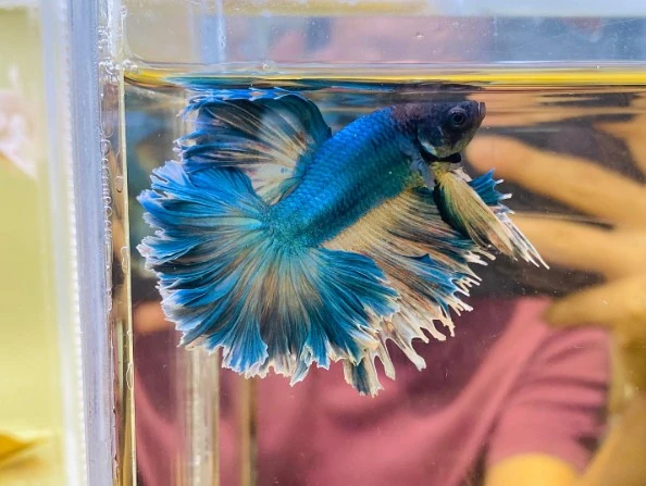 Blue and white feathertail betta looking for a snack.