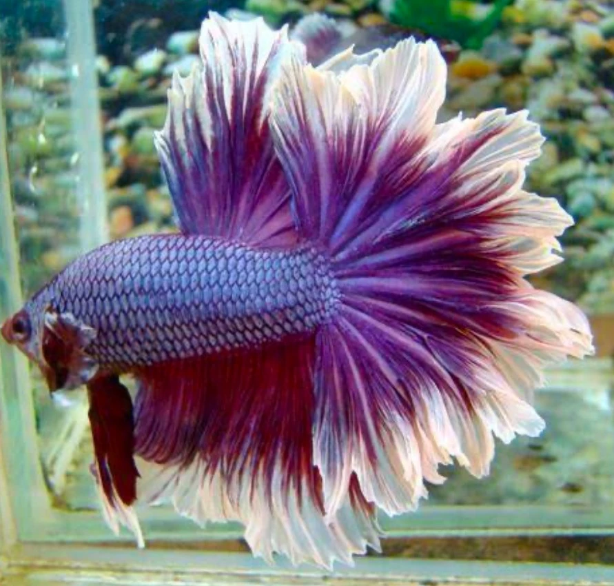 A purple Feathertail Betta fish with pale pink highlights on its tail fin